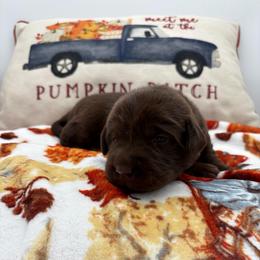 Green - Chocolate male Labrador Retriever puppy in Heath Springs, South Carolina from Rich Hill Retrievers