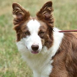 Sophie - Border Collie