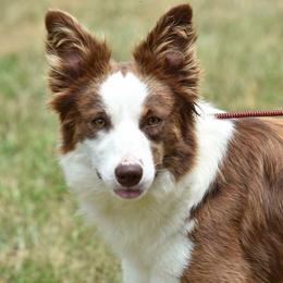 Sophie - Border Collie