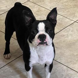 Jaxie - Boston Terrier