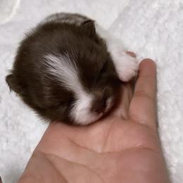 Pomeranian Puppies from Uniquepombabies