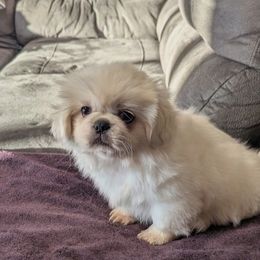 Gomer - White male Pekingese puppy in Kingman, Arizona from Faith Harvey