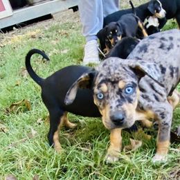 Catahoula Leopard Dogs from Double A Catahoulas