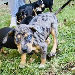 Catahoula Leopard Dogs from Double A Catahoulas