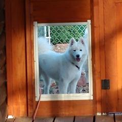 Siri - Samoyed