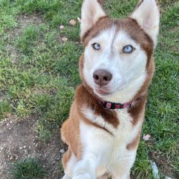 Lola - Siberian Husky