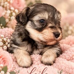 Leila - Liver female Miniature Schnauzer puppy in Hull, Georgia from Ardent Miniature Schnauzers of Athens