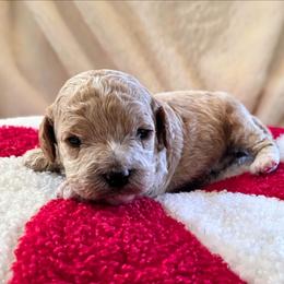 Lucy - Apricot female Cavapoo puppy in Casa Grande, Arizona from Curls and Camo Pups