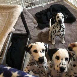 Dalmatian Puppies from Revere Dalmatians