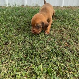 Boy 6 - Red male Bloodhound puppy in Tahlequah, Oklahoma from HNH Hounds