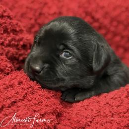 Red Boy - Black male Labrador Retriever puppy in Colorado from Albrecht Farms Labrador Retrievers