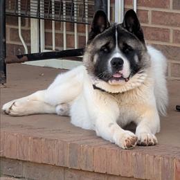 Isuma - White male Akita puppy in South Carolina from Sierra Mountain Akitas