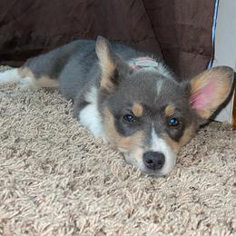 "Silvie" Pembroke Welsh Corgi Puppies from Gotta Chase Em All Corgis