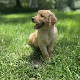 Golden Retriever Puppies from Magnolia Farm