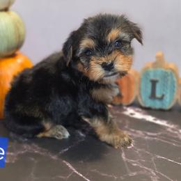 Boy 1 - Black and tan male Yorkshire Terrier puppy in Thornville, Ohio from My precious yorkies