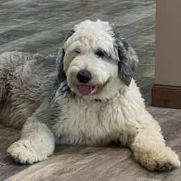 Merak - Old English Sheepdog