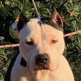 DAHLIA - American Staffordshire Terrier