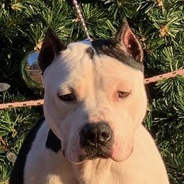 DAHLIA - American Staffordshire Terrier