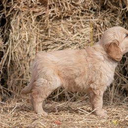 Golden Retriever and Old English Sheepdog Puppies from Saddle Rock Kennels