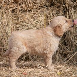 Golden Retriever and Old English Sheepdog Puppies from Saddle Rock Kennels