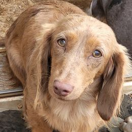 Priscilla - Dachshund