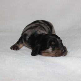 Zari (3675) - Dapple female Dachshund puppy in Sonora, Kentucky from Maple Hill Miniature Dachshunds