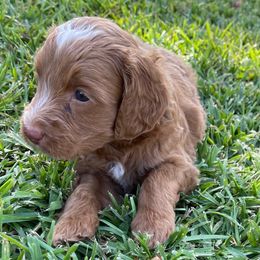Chestnut - Red  male Goldendoodle puppy in Arlington, Texas from Kel's Tails Poodles & Doodles