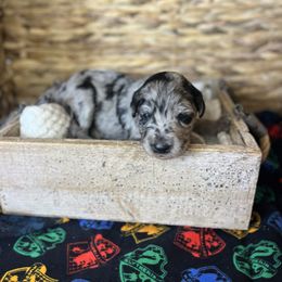 Luna Lovegood - Blue merle female Bordoodle puppy in Valley Center, California from Circle R Valley Farms