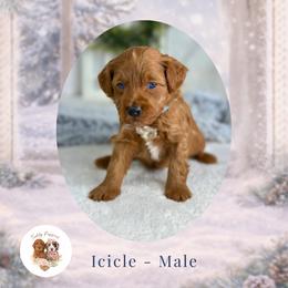 Icicle - Red  male Goldendoodle puppy in Canton, Georgia from Teddy Puppies