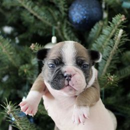 Jasper - Fawn and white male French Bulldog puppy in Tomahawk, Wisconsin from Mahner Labs