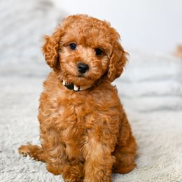 Girl 1 - female Cavapoo puppy in Tucson, Arizona from Sun Valley Goldendoodles