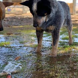 Australian Cattle Dog All Grown Up from Oakley ACDs