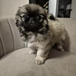 Pretty Lady - Fawn sable female Pekingese puppy in Chehalis, Washington from Megan's Pekingese