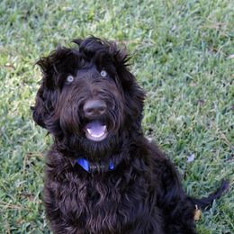 Payton - Australian Labradoodle