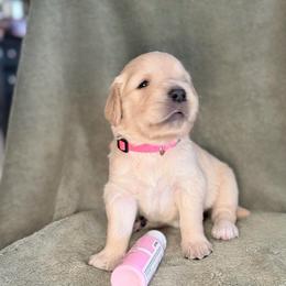 Girl 3 - Pink - Light golden female Golden Retriever puppy in Mc Minnville, Tennessee from Wishaw Whisky Golden Retrievers