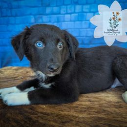 Oak - Black & white male Australian Shepherd puppy in Owego, New York from WildBloom Australian Shepherds
