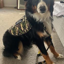 Australian Shepherd All Grown Up from Muckalee Lane Aussies