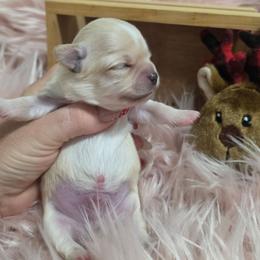 Toby - Cream and white male Chihuahua puppy in Brooksville, Florida from Daystars Chihuahuas
