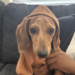 Halo - Dachshund