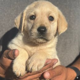Boy 1 - Yellow male Labrador Retriever puppy in Gerber, California from In The Zone Dog Training and Breeding