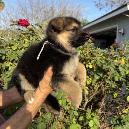 Wendy - Black and tan female German Shepherd puppy in Whitewater, California from Vom Haus Metzler Shepherds