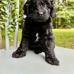 Goldendoodle and Golden Retriever Puppies from Darling Doodles of Licking County