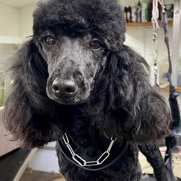 German Shepherd and Poodle Puppies from Wolves Den Ranch