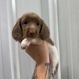 Daphne - Fawn (isabella) and tan female Dachshund puppy in Mount Vernon, Ohio from Double A Dachshunds