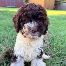 Coral with training - Brown white and tan female Cockapoo puppy in Boonville, North Carolina from Doods & Dolls