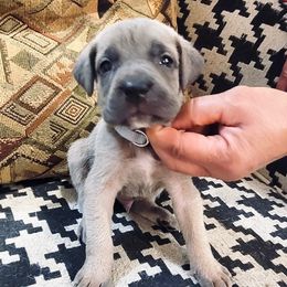 Boys 3 - Gray and fawn male Cane Corso puppy in Granbury, Texas from Revolutions Kennel