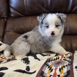 Girl 3 Champion lines - Blue merle female Border Collie puppy in Newalla, Oklahoma from Roughstock Border Collies and Dachshunds