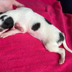 Gadabout - Sable Borzoi puppy in Boring, Oregon from Saxafrax Borzoi