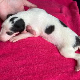Gadabout - Sable Borzoi puppy in Boring, Oregon from Saxafrax Borzoi