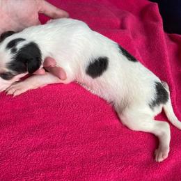 Gadabout - Sable Borzoi puppy in Boring, Oregon from Saxafrax Borzoi